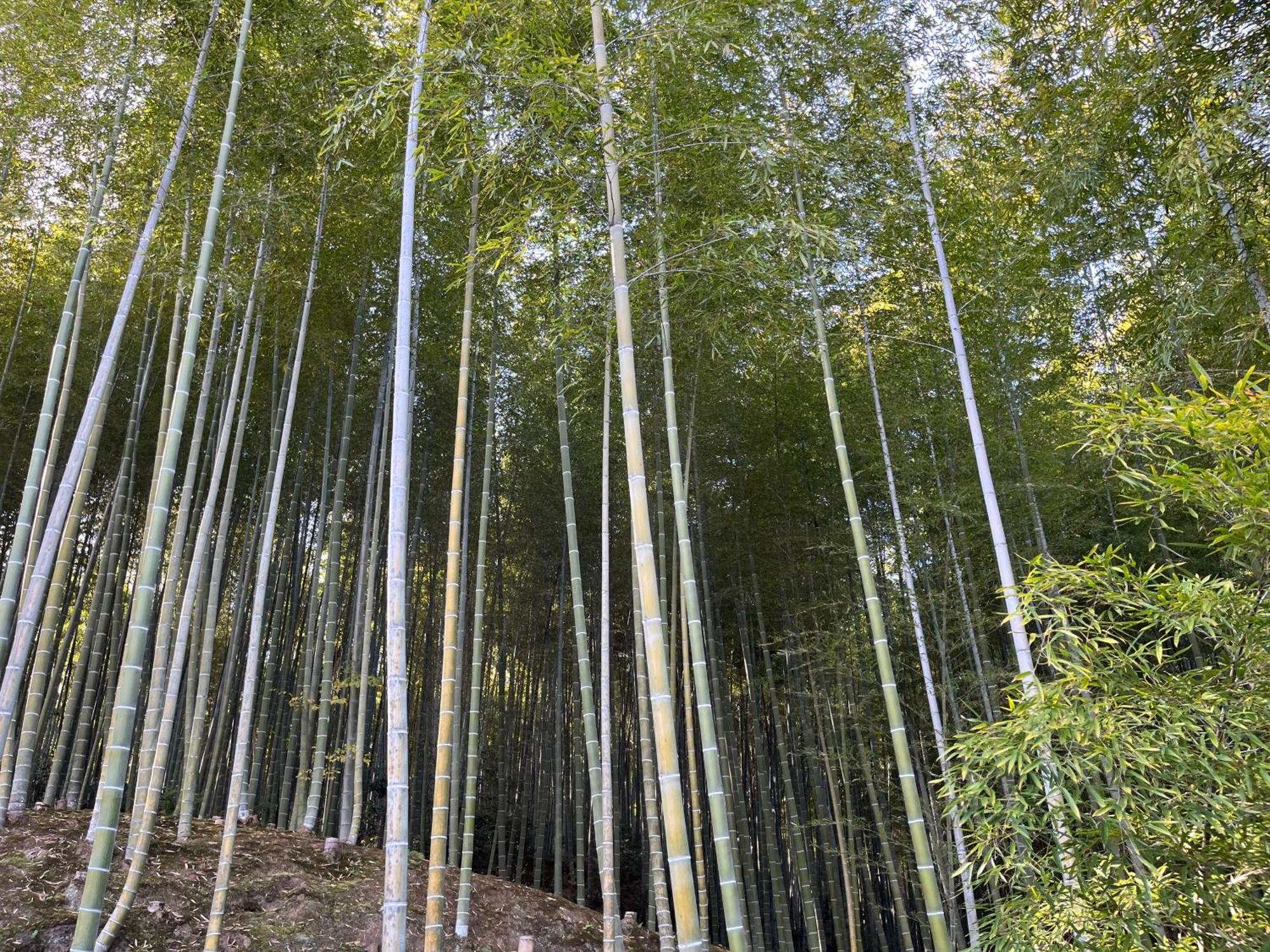 嵐山 天龍の宿 駐車無料 一棟貸切 最大5人 Dragon Legend Arashiyama Central Private Rare Modern Villa Free Parking Max 5Ppl Shimosaga Exterior photo